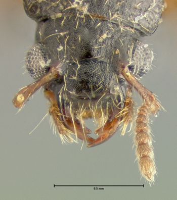 Media type: image;   Entomology 24064 Aspect: head dorsal view